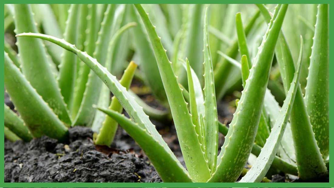 aloe